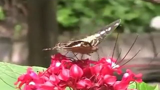 Парк бабочек. Сингапур смотреть онлайн