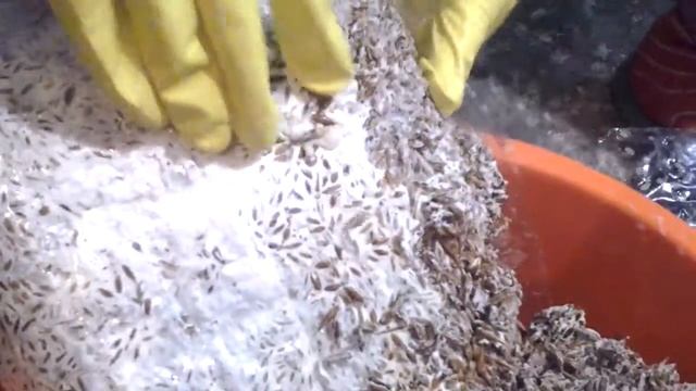 Выращивание Вешенки подготовка мицелия "часть 3" смотреть онлайн