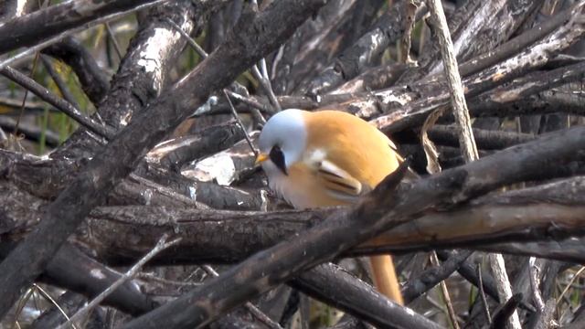 Усатые синицы. Дельта реки Селенги. Кабанский заказник смотреть онлайн