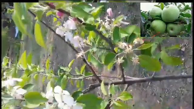 А ты знал? Яблоко симиренко как будить смотреть онлайн