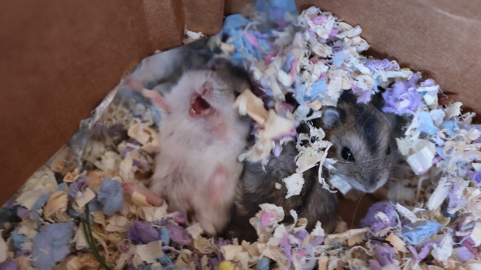 ПОДКИНУЛИ ХОМЯЧАТ? / ОТВЕТЫ НА ВОПРОСЫ смотреть онлайн