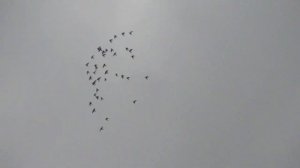 Голуби высоколетные когда подымать?Будапештские голуби полет 16.07.2022