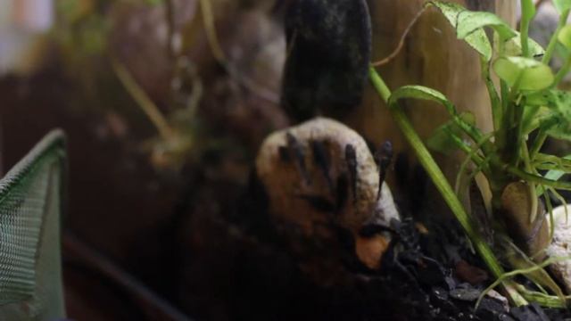 Feeding Ancistrus Fry \ Кормление малька Анциструса