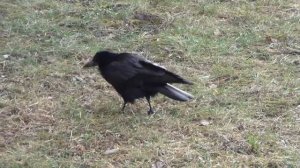 Грач или Ворон?  В чем различия между птицами