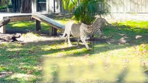 Крис и мама в Фермерских историях для детей