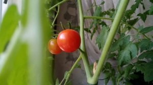 ?Выращиваю помидоры на балконе и на подоконнике. ТОМАТ Балконное чудо - Черри