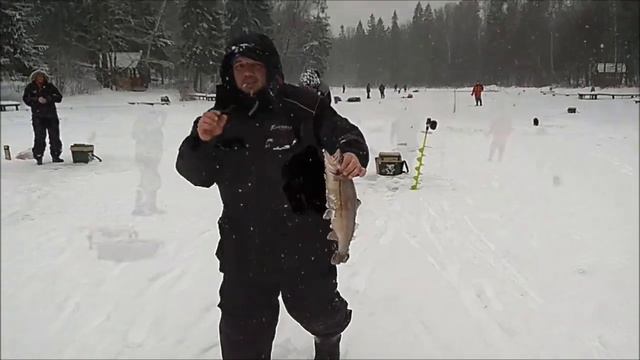 Послеобеденные поимки форели. Рыбка в крапинку предпочитает малька и крупные приманки. Клёвое место смотреть онлайн