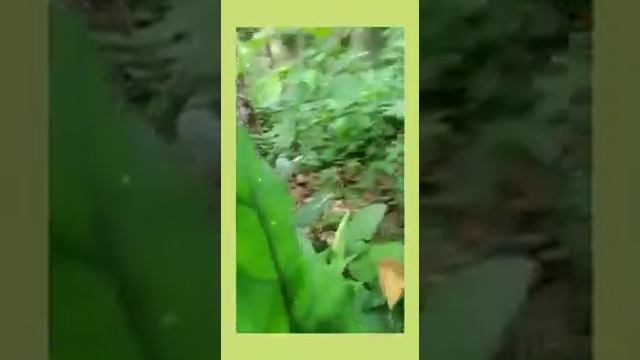 ALOCASIA PRINCEP VARIGATA ALAMI, KARAKTER DAUNNYA TAMBAH MEMPESONA смотреть онлайн