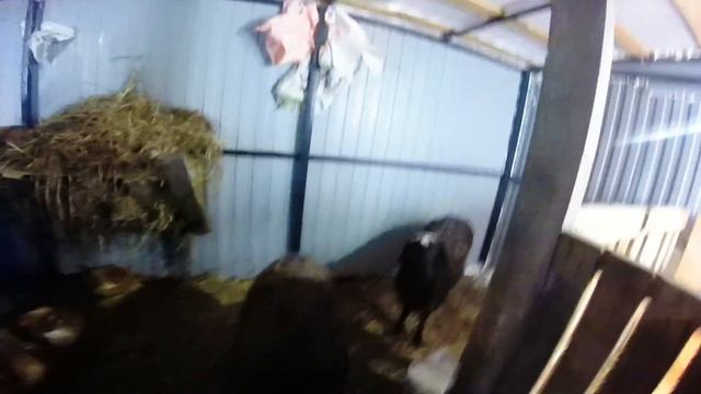 САРАЙ СВОИМИ РУКАМИ/СТАНОК ДЛЯ ВЬЕТНАМСКИХ СВИНЕЙ смотреть онлайн