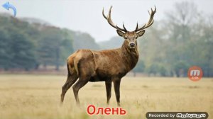 Животные леса номер 2!