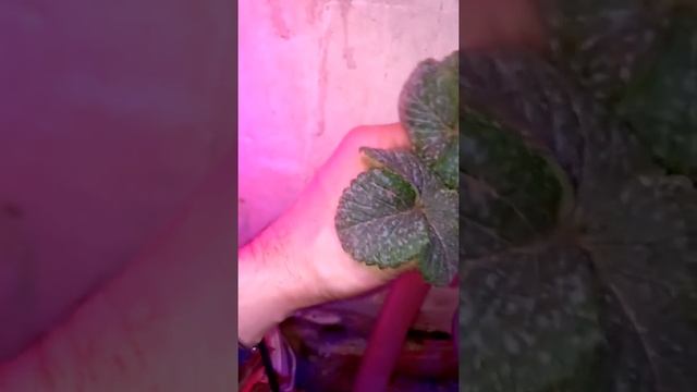 Аэропонная установка, новичкам от новичка часть 4. смотреть онлайн