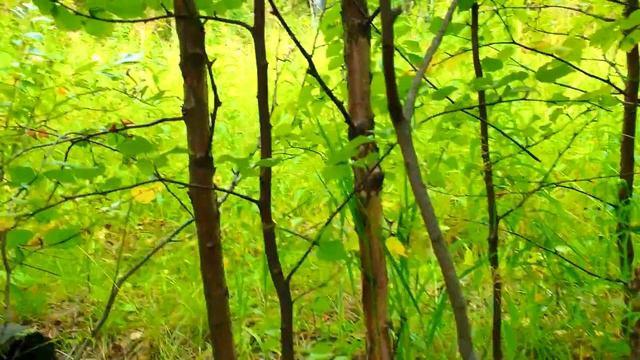 НАРЯДЫ ДЛЯ ТАТЬЯНЫ ВАСИЛЬЕВНЫ ОТ ГУЛЬНАЗ, САМВЕЛ ЧИСТИТ ХОЛОДИЛЬНИК смотреть онлайн