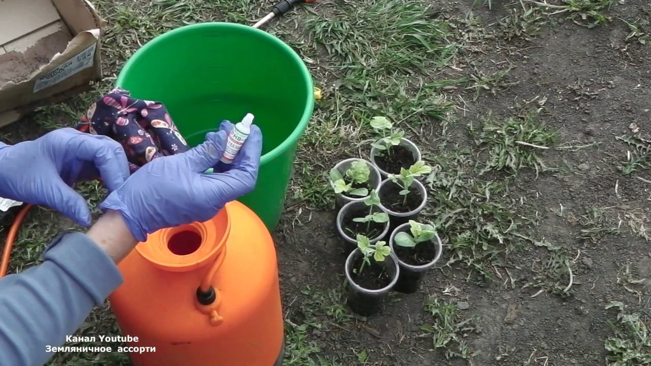 ХЛОРОЗ ПРИЗНАКИ ХЛОРОЗА ЛЕЧЕНИЕ смотреть онлайн