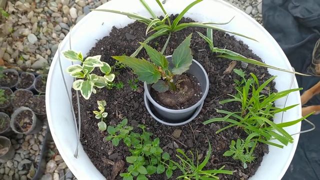 Подождем компаньонов к бегонии. смотреть онлайн