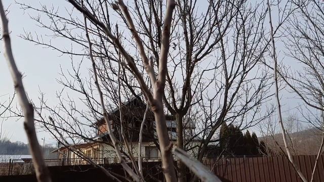 taierea pomilor pentru începători tăierea la mar смотреть онлайн
