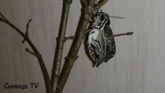 Вылупление бабочки + выпрямление крыльев в реальном времени смотреть онлайн