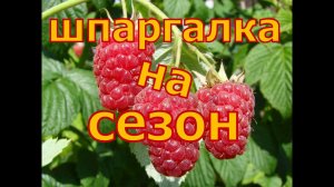 ШПАРГАЛКА по МАЛИНЕ на сезон! Уход от А до Я!