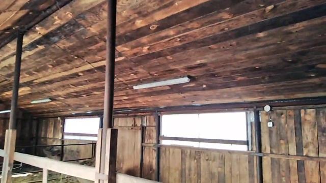 Коровник. Помещение для КРС своими руками смотреть онлайн