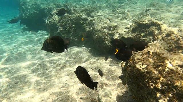 ? ЕГИПЕТ Шарм-эль-Шейх Пляж, рыбы и кораллы в отеле Pyramisa 5*