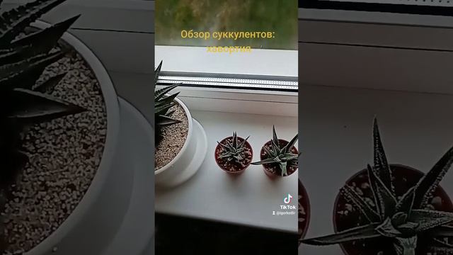 Обзор суккулентов: хавортия.