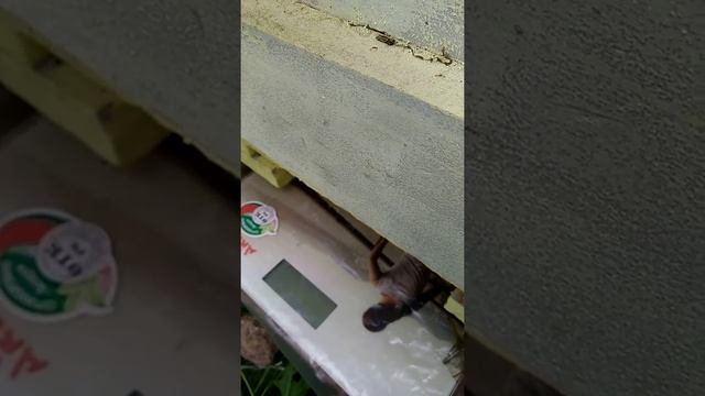 Весы для контрольного улья. Быстро и дешево! смотреть онлайн