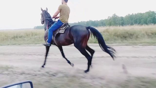 сталкер иноходец смотреть онлайн