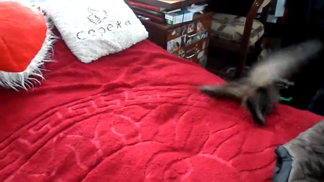 Кошка приносит апорт смотреть онлайн