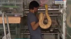 Старый сюжет про змей Арслана Валеева в первом террариумном подвале