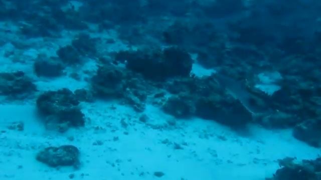 белоперая акула день смотреть онлайн