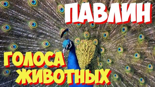 Голоса птиц и звуки животных. Звуки природы слушать онлайн ПАВЛИН смотреть онлайн