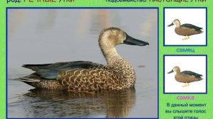 Широконоска. Утка. Голоса птиц