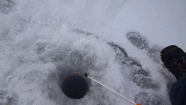 Ловля различной рыбы (ерш, окунь, плотва) на мормышку с мотылем смотреть онлайн