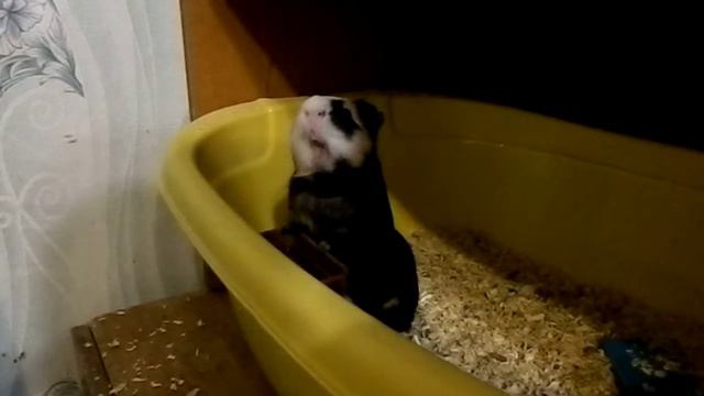 Морская свинка. Вода-еда. смотреть онлайн