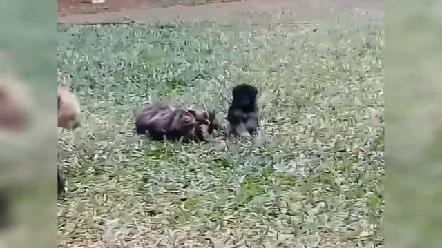 Отличное настроение лучшая подборка смешных животных | Great mood best cuts of funny animals #6 смотреть онлайн