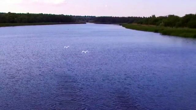 Полет пары лебедей на р. Саксагань.
