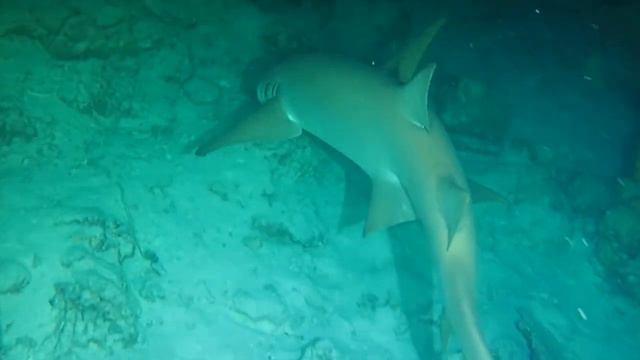 Diving in Maldives смотреть онлайн