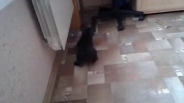 Французский бульдог против бутылки смотреть онлайн