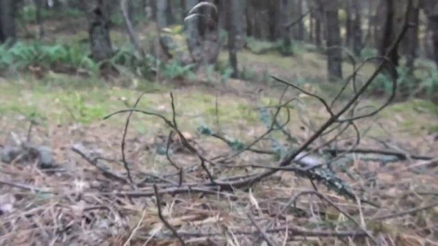 Грибы Балтийской косы2 смотреть онлайн