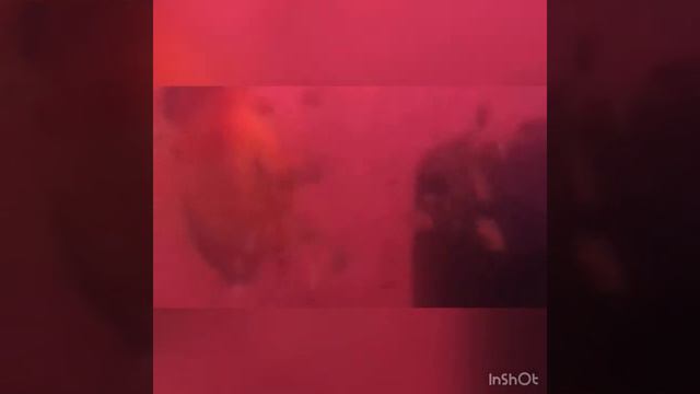 Профилактика.Как обезвреживать мальков от паразитов.Potassium Permanganate смотреть онлайн