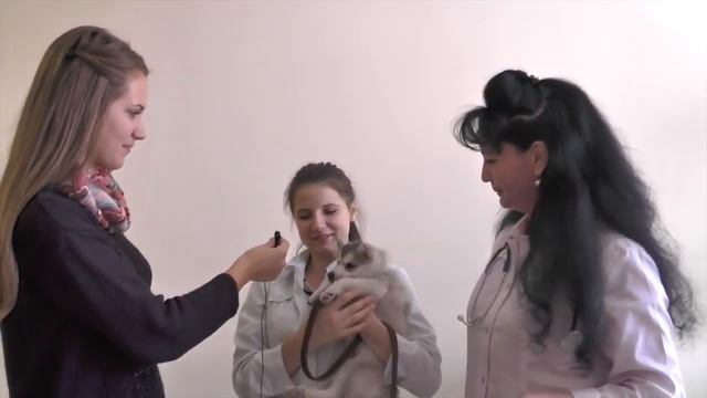 Профессия "Ветеринар" смотреть онлайн
