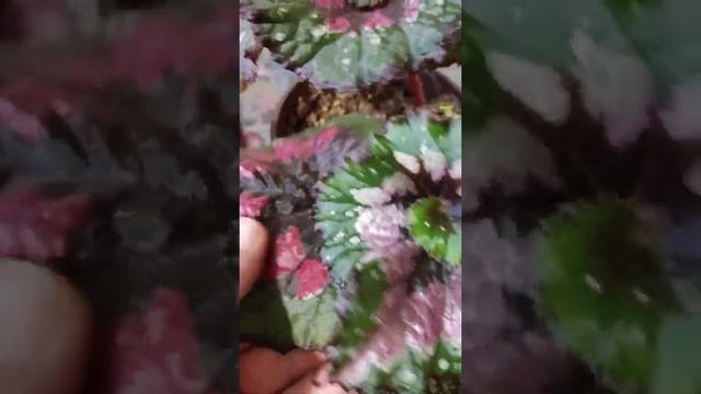 бегонии декаротивно лиственные#цветы#цветочки# смотреть онлайн