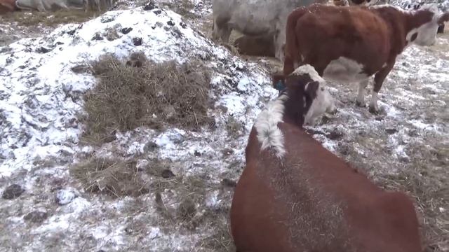 33-34 день управы зимой. смотреть онлайн