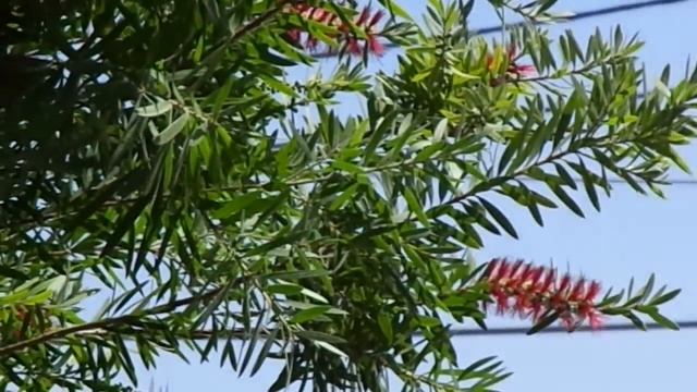 Sony DSC-W730 @1280X720 30p Fine Original