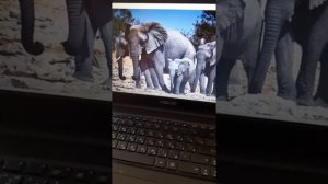 Развитие речи. Звуковая культура речи: Звук«С»  2 младшая группа