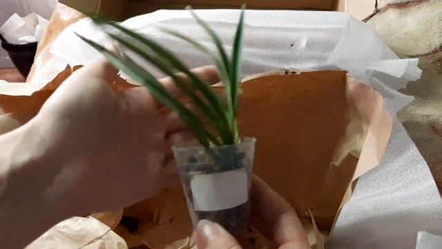 Потянуло на экзотику🌴 15.10.21📦Посылочка с новыми видами орхидей🌱 смотреть онлайн