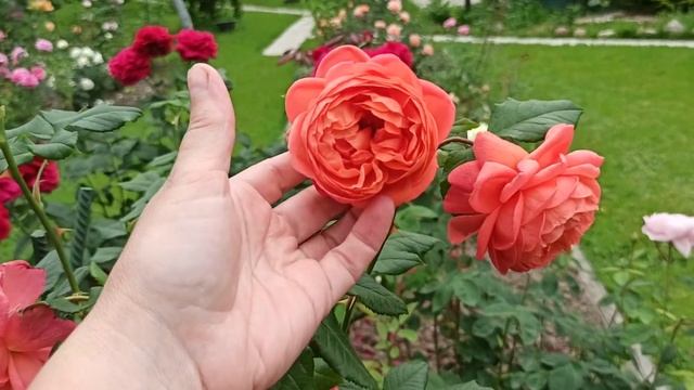 Как мои розы "держат" жару☀???☀ смотреть онлайн