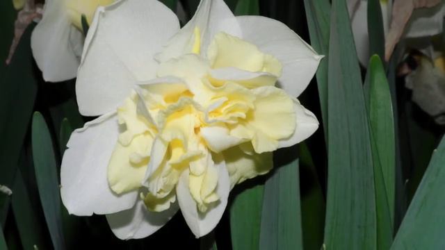 Narcissus Popeye