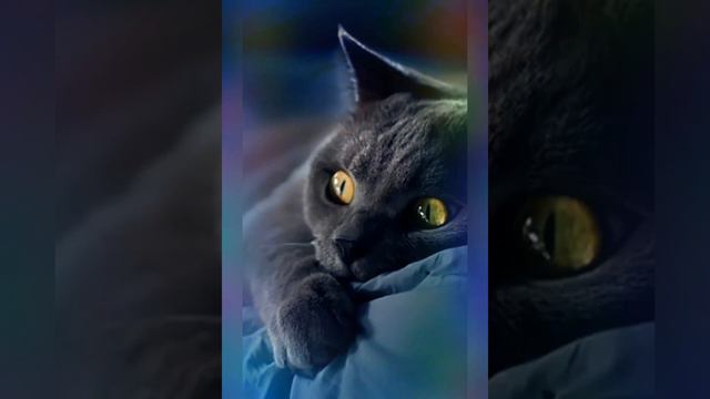 Полинка Тигрица Black Angel 6666 QwQ котики милашки :))) смотреть онлайн