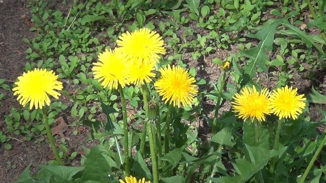 Sony HDR-CX130E test смотреть онлайн