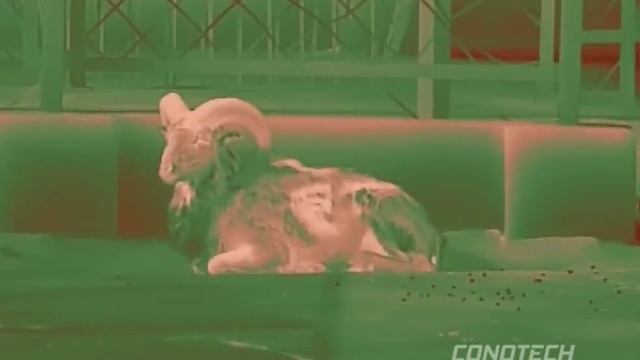 CONOTECH thermal image qulity смотреть онлайн